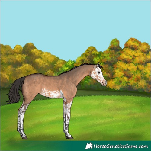 Horse Color:Brown Dun  and Brown Dun Splash 