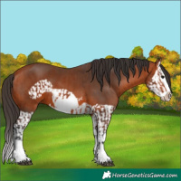 Horse Color:Bay Splash Frame  and Bay Splash Frame 