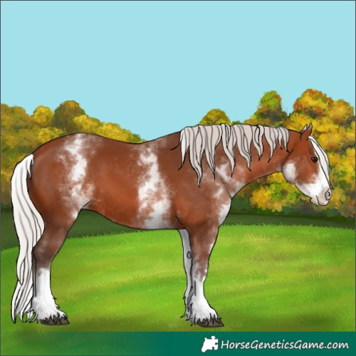 Horse Color:White Spotted Silver Brown Splash