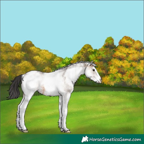 Horse Color:White Spotted Brown Dun 