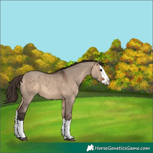 Horse Color:Bay Dun Splash Varnish 
