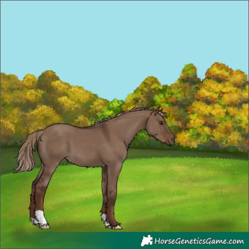 Horse Color:Liver Red Dun 