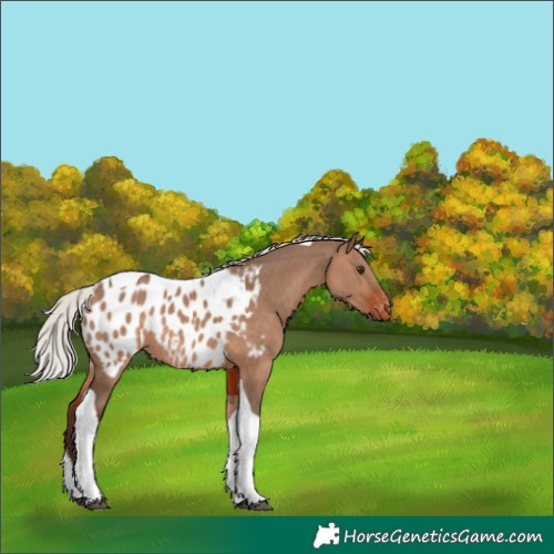 Horse Color:Silver Brown Dun Tobiano Appaloosa 