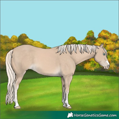 Horse Color:Cremello 