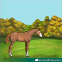 Horse Color:Chestnut Sabino