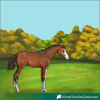 Horse Color:Bay Sabino 