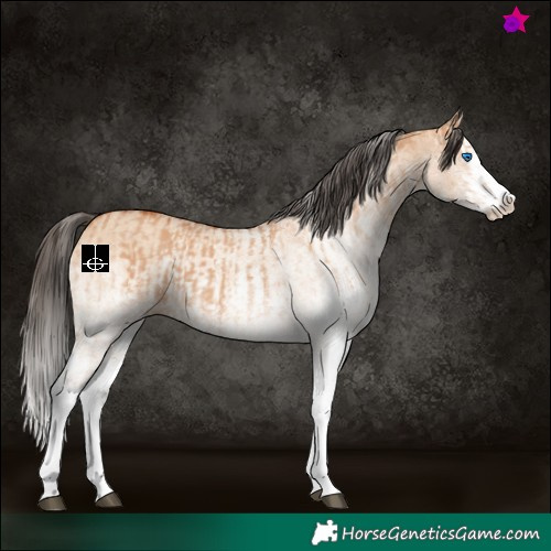 Horse Color:White Spotted Bay Dun Splash  and White Spotted Bay Dun Splash 