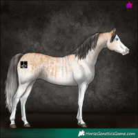 Horse Color:White Spotted Bay Dun Splash and White Spotted Bay Dun Splash