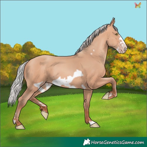 Horse Color:Silver Amber Champagne Frame