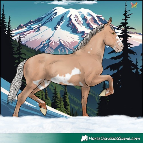 Horse Color:Silver Amber Champagne Frame 