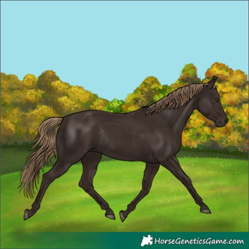 Horse Color:Unknown 