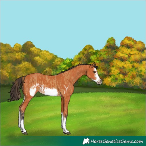 Horse Color:Chestnut Splash Frame and Bay Splash Frame
