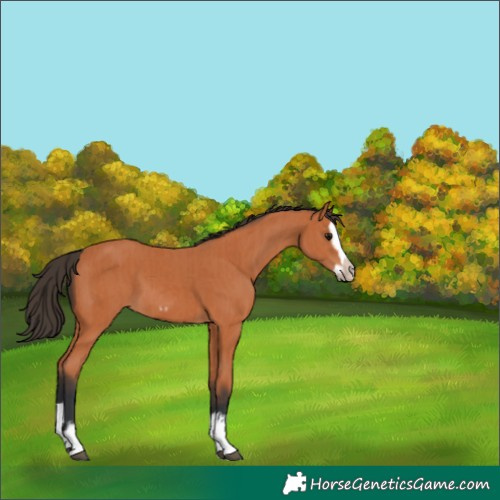 Horse Color:Bay Splash Frame  and Bay Splash Frame 