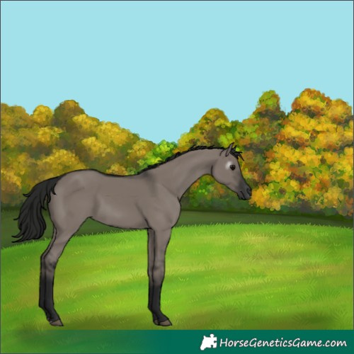 Horse Color:Gray Grullo 
