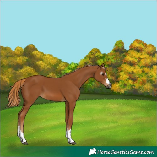 Horse Color:Gray Chestnut 