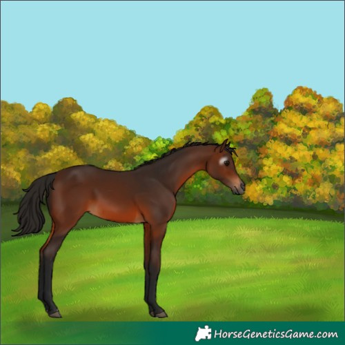 Horse Color:Gray Bay 