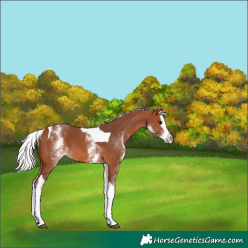 Horse Color:White Spotted Silver Brown Splash Tobiano 