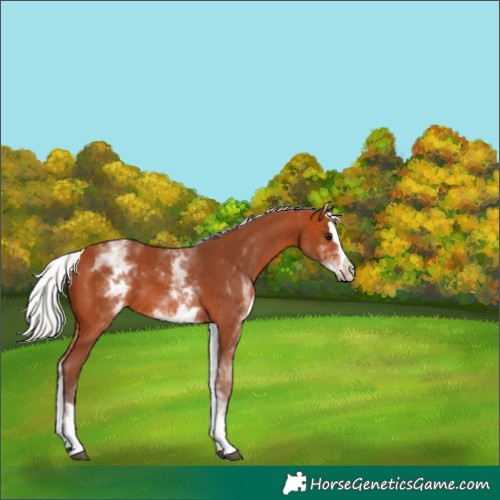 Horse Color:White Spotted Silver Bay Splash 
