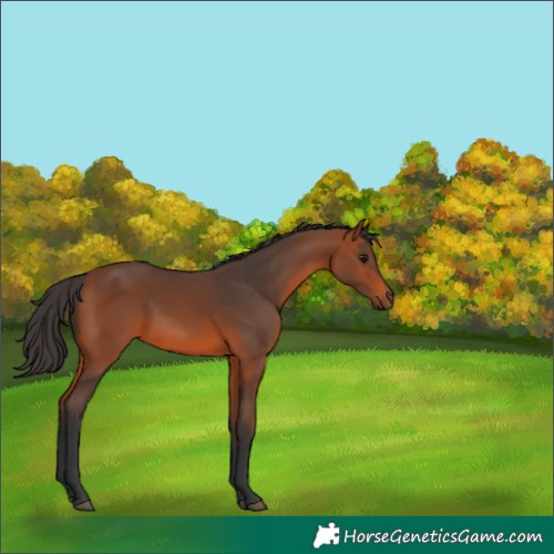 Horse Color:Bay 