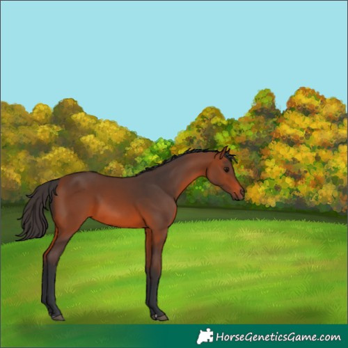 Horse Color:Bay 