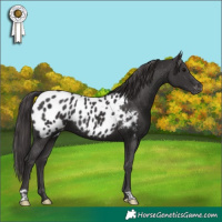 Horse Color:Smoky Black Appaloosa 