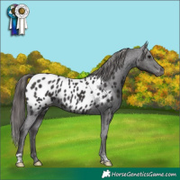 Horse Color:Smoky Black Appaloosa 