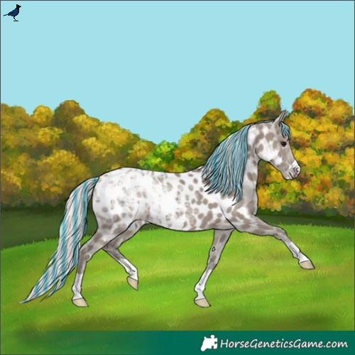 Horse Color:Painted Silver Grullo Ice Appaloosa 