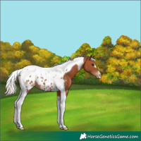 Horse Color:Silver Brown Tobiano Appaloosa 