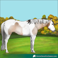 Horse Color:Gray Bay Dun Splash Tobiano