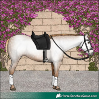 Horse Color:Gray Chestnut 
