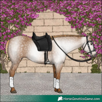 Horse Color:Gray Chestnut 