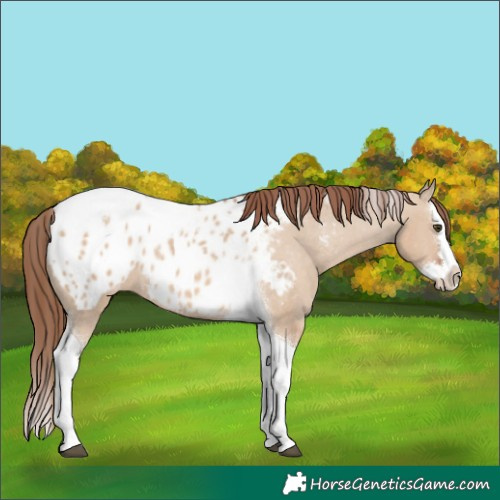 Horse Color:Red Dun Splash Tobiano Appaloosa Rabicano 