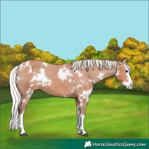 Horse Color:White Spotted Silver Bay Splash Varnish Rabicano 