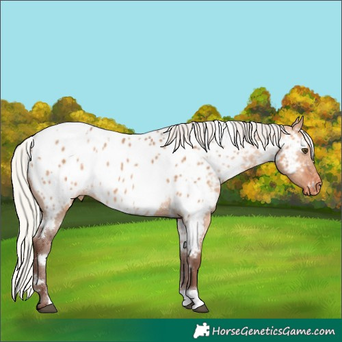 Horse Color:White Spotted Silver Bay Dun Appaloosa Rabicano 