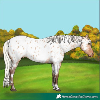 Horse Color:White Spotted Silver Bay Dun Appaloosa Rabicano