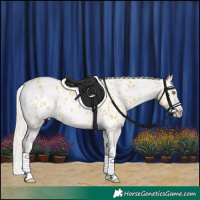 Horse Color:White Spotted Silver Buckskin Dun Splash Appaloosa Rabicano