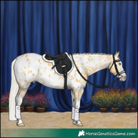 Horse Color:White Spotted Silver Buckskin Dun Splash Appaloosa Rabicano