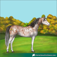 Horse Color:White Spotted Bay Splash  and White Spotted Bay Splash Frame 