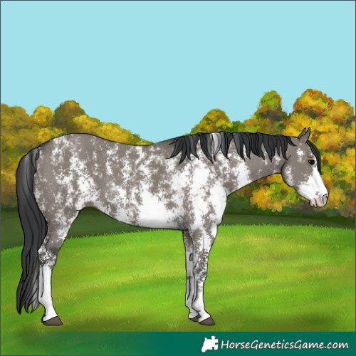 Horse Color:Grullo Sabino 