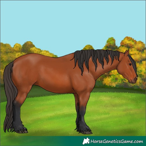 Horse Color:Bay 