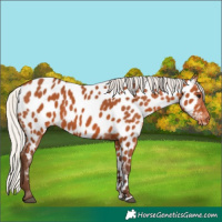 Horse Color:Silver Bay Near Leopard 