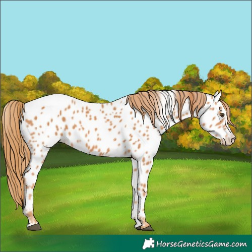 Horse Color:Chestnut Appaloosa