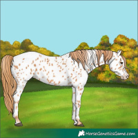 Horse Color:Chestnut Appaloosa 