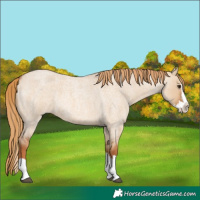 Horse Color:Red Dun Roan Splash