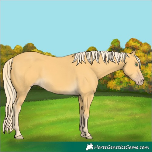 Horse Color:Gold Cream Champagne 
