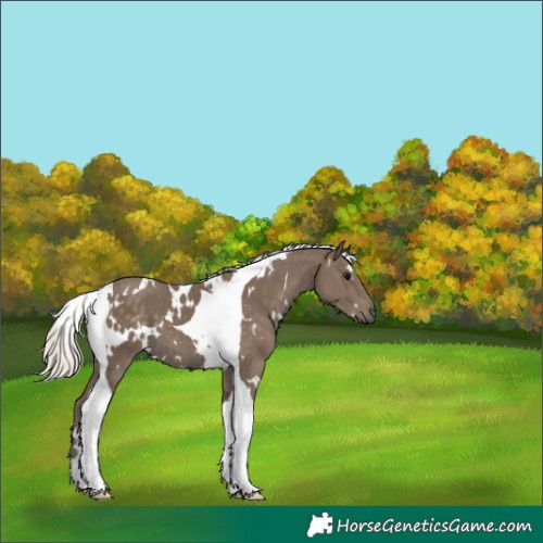 Horse Color:White Spotted Silver Smoky Black Tobiano 