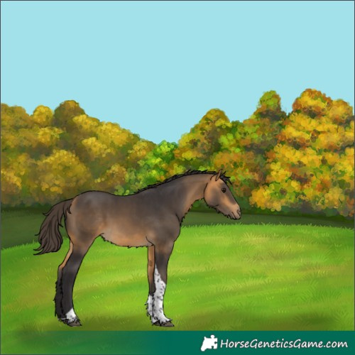 Horse Color:Buckskin Tobiano 