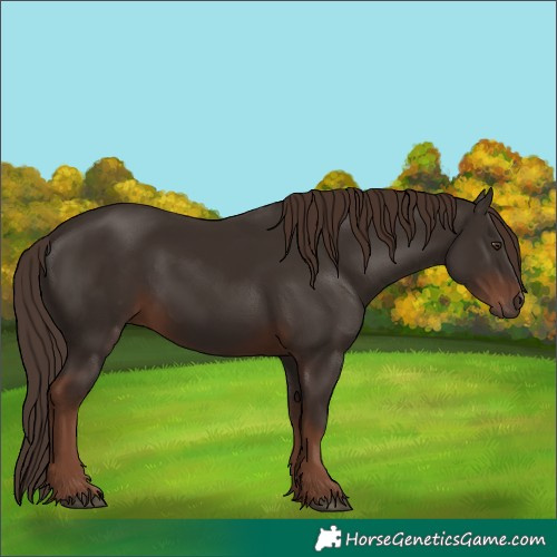 Horse Color:Liver Chestnut 
