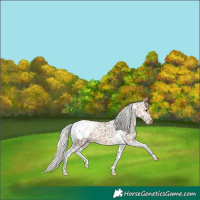 Horse Color:Silver Bay Dun Tobiano Appaloosa 