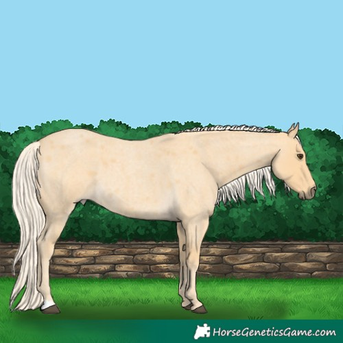 Horse Color:Palomino Roan 